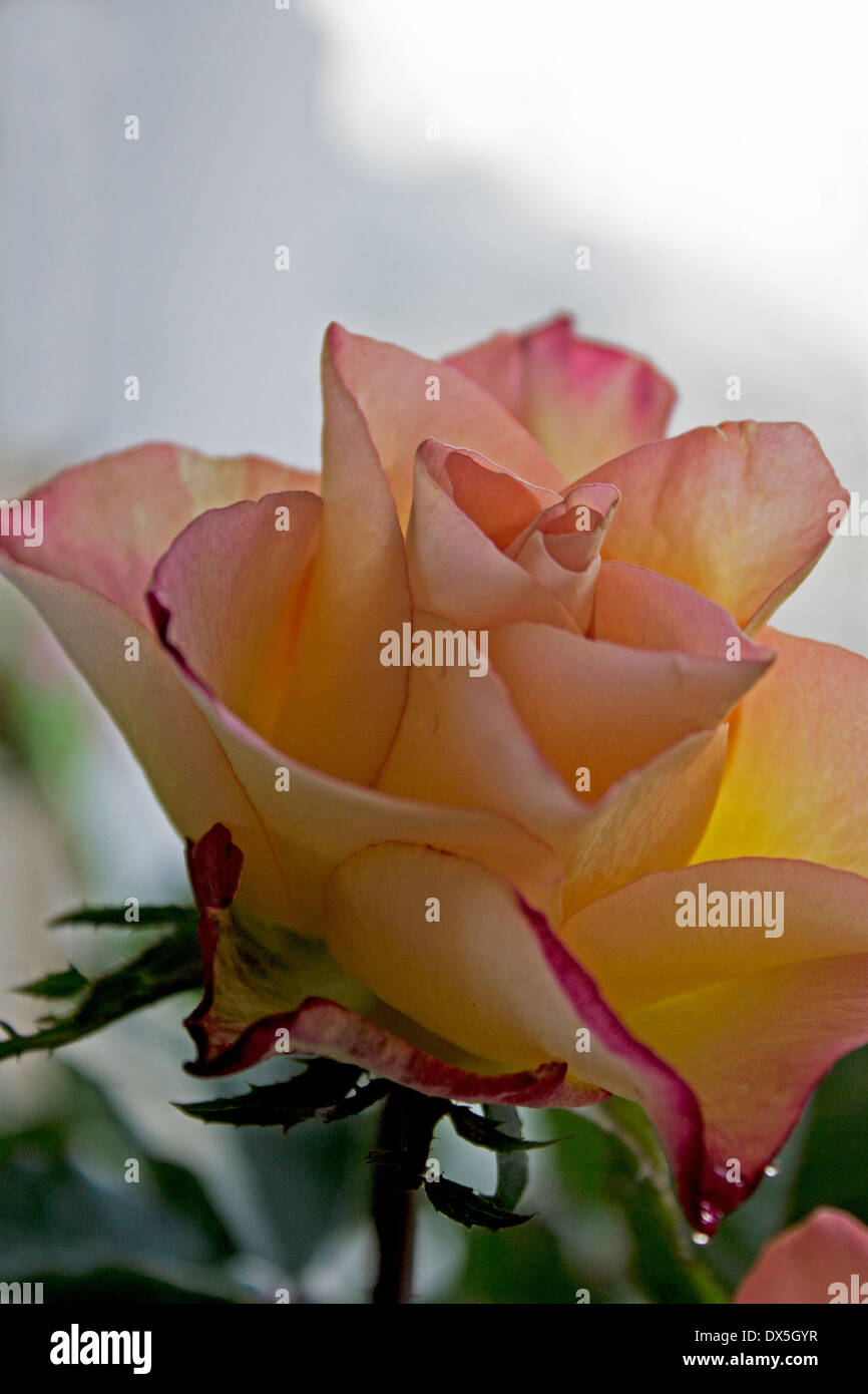 Light orange rose hi-res stock photography and images - Alamy