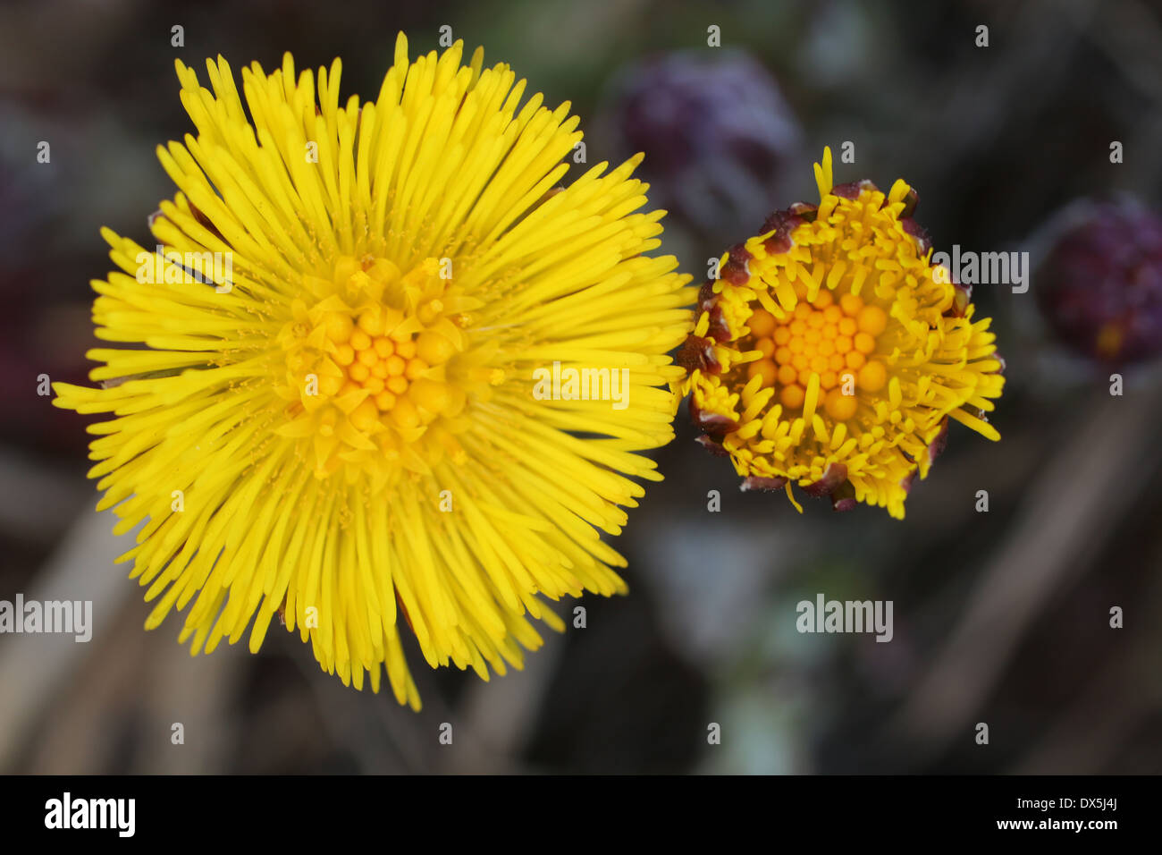 Tussilago farfara - Coltsfoot - Asteraceae Stock Photo