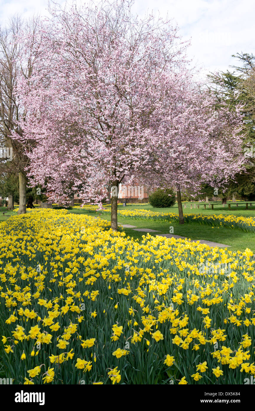 Daffodils and cherry blossom in early spring UK park Stock Photo - Alamy
