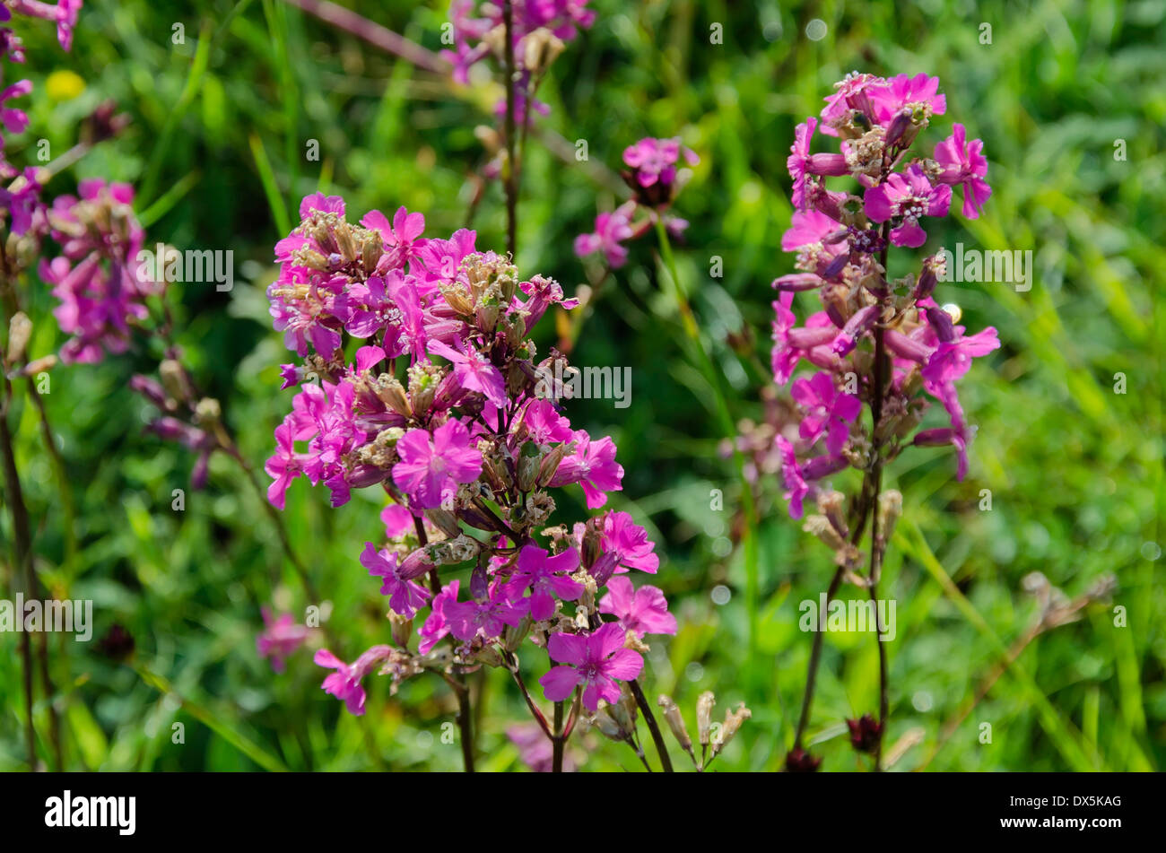 Silene viscaria flowers (closeup) in Plana mountain, Bulgaria Stock Photo