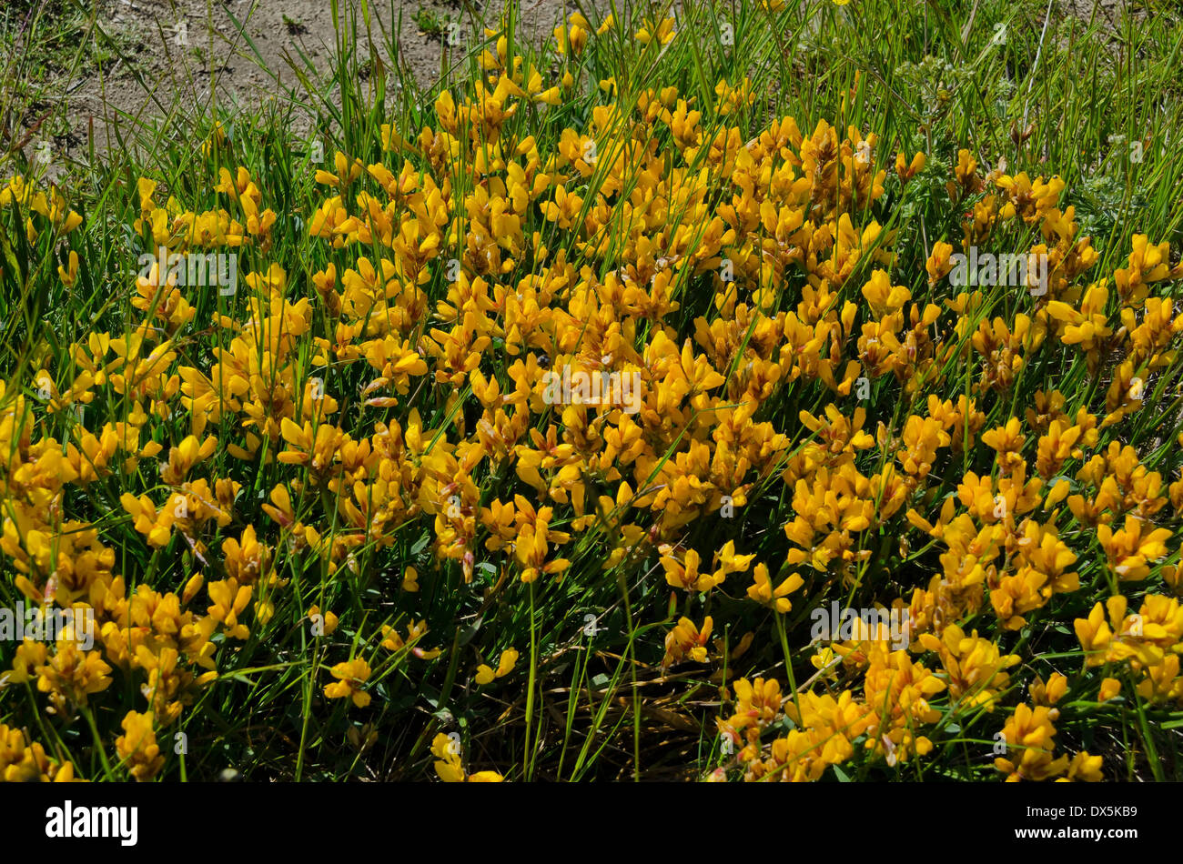 Cytisus decumbens yellow flowers in Plana mountain, Bulgaria Stock Photo