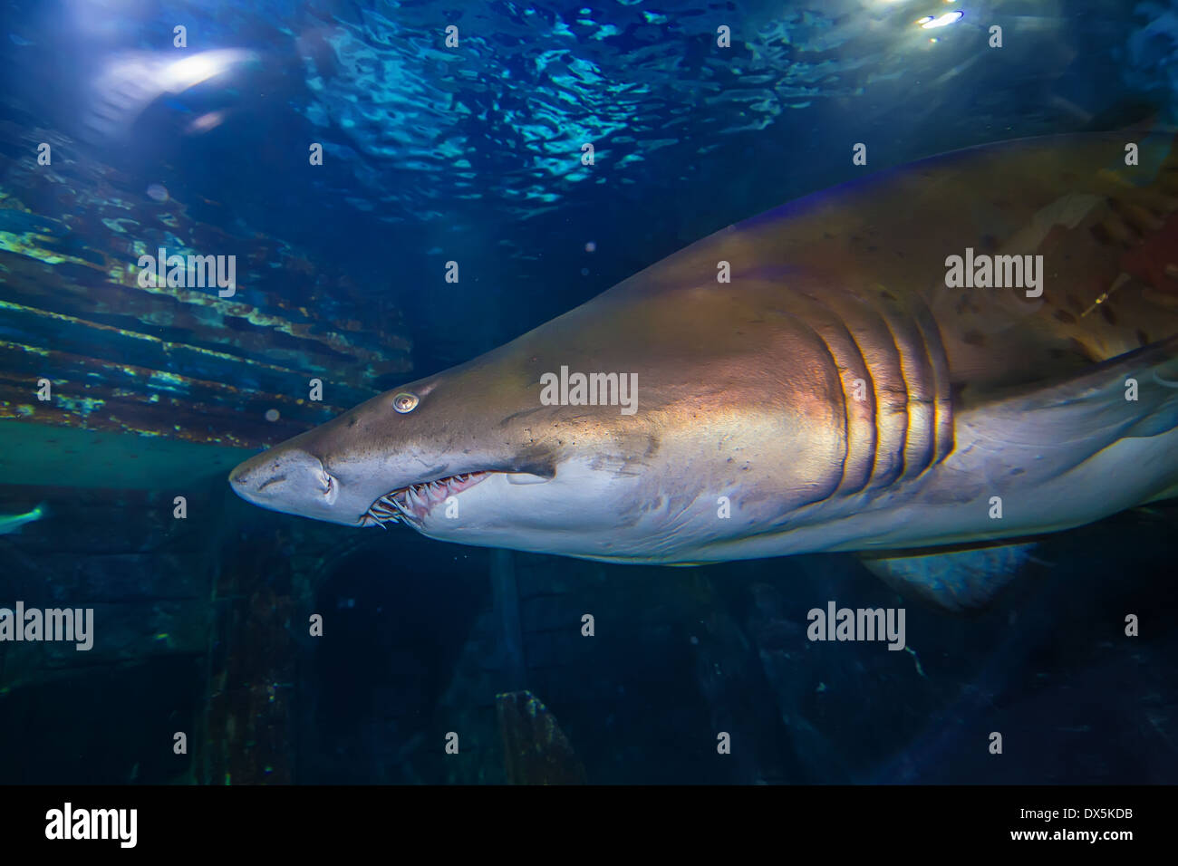 Tiger sand shark in turkuazoo aquarium in Istanbul. Shark with big jaws in ocean. Stock Photo