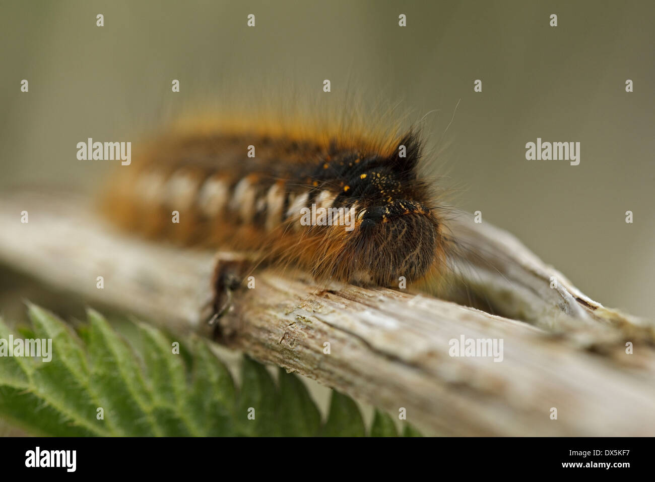 Caterpillar of The Drinker (Euthrix potatoria), Stock Photo