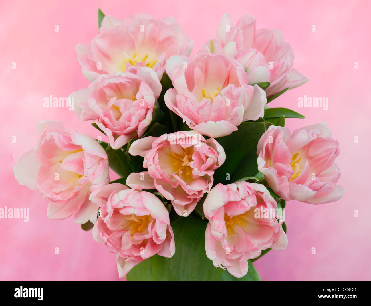 Pale pink cluster hi-res stock photography and images - Alamy