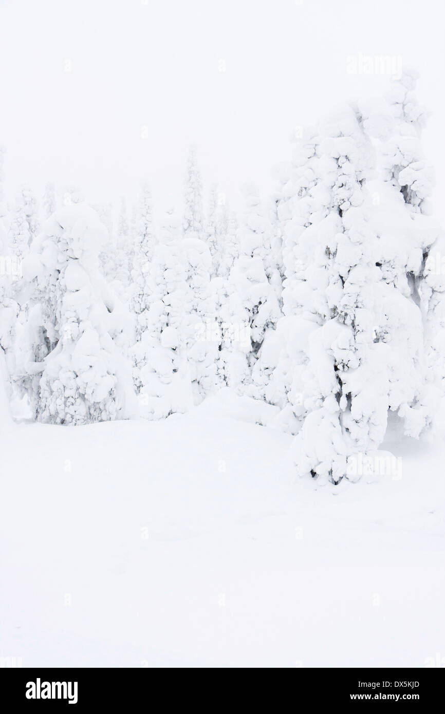 White snowy forest with tall slim fir trees at winter in Lapland, Finland Stock Photo