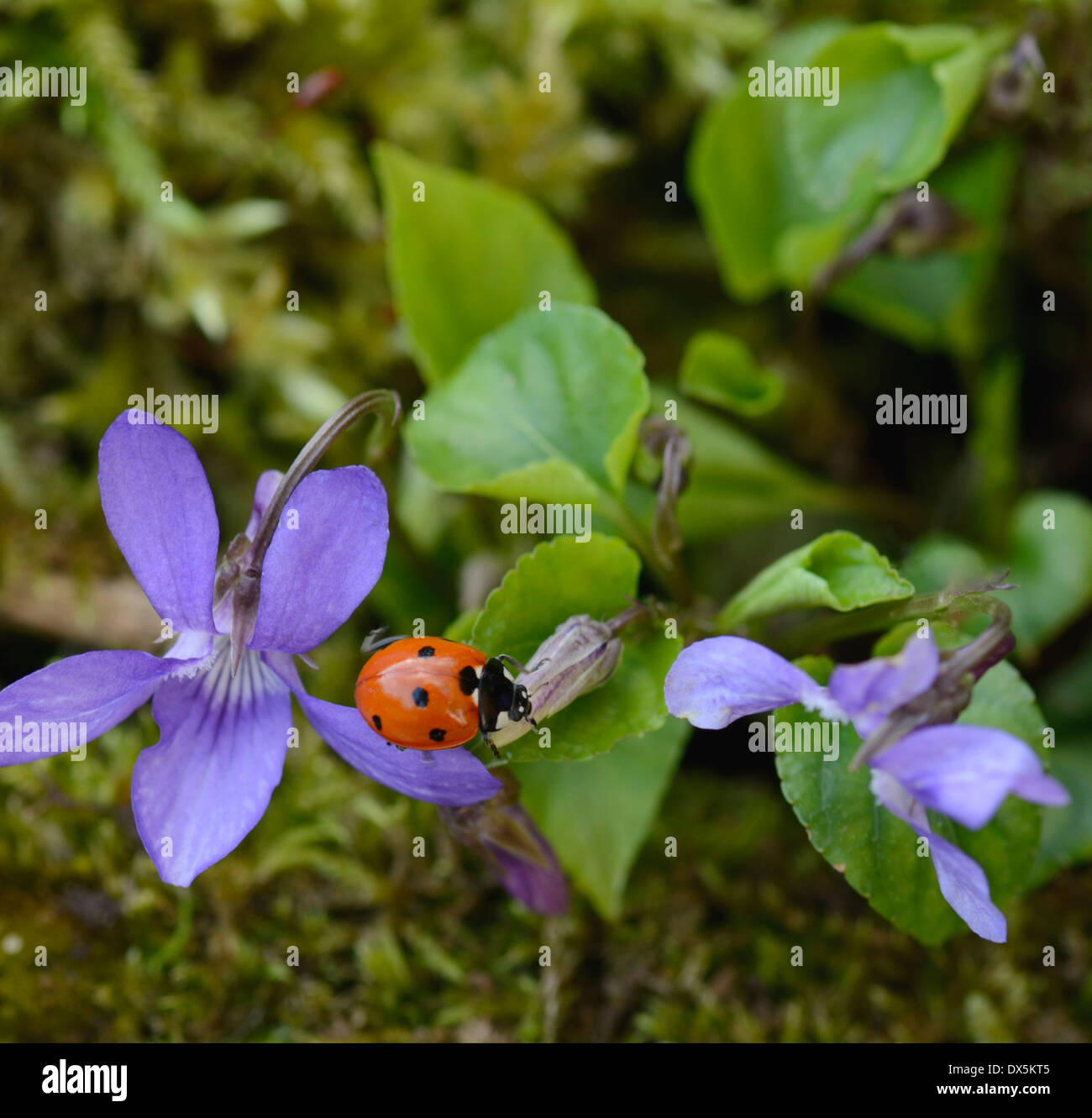 7-Spot Ladybird crawling over Violet flowers Stock Photo