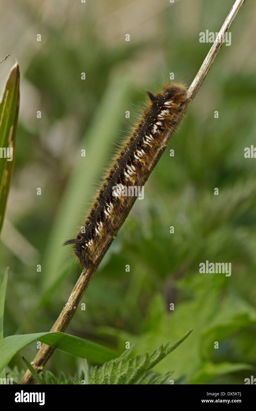 Caterpillar of The Drinker (Euthrix potatoria), Stock Photo