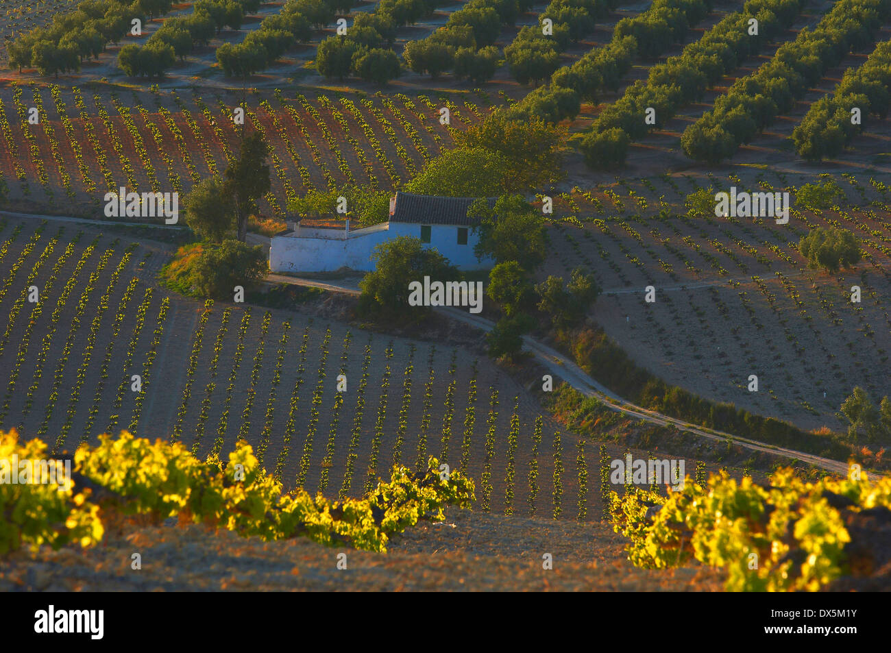 Montilla spain vineyard hi-res stock photography and images - Alamy