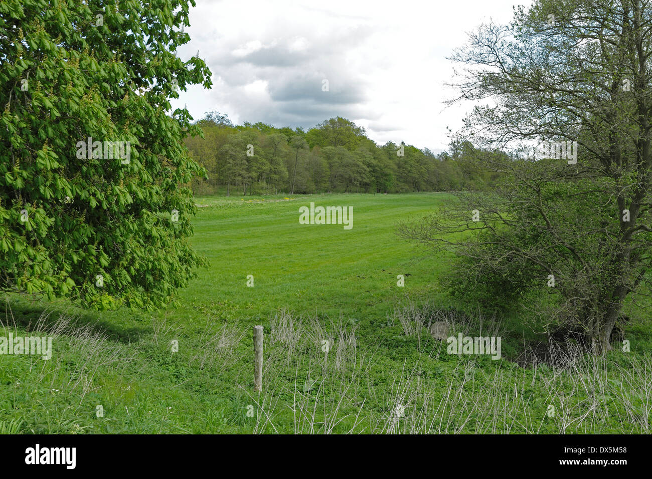 Meadow in between forests Høed Forest and Humleore forest, Ringsted, Zealand Denmark Stock Photo