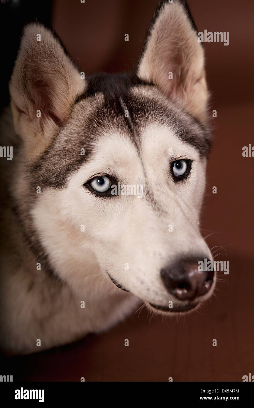Husky dog with blue eyes, portrait, close up Stock Photo - Alamy