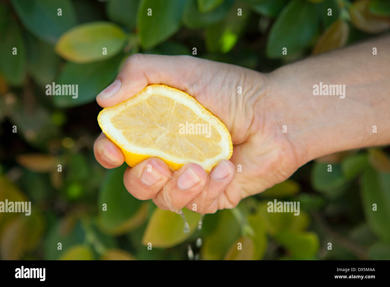 Man's hand squeezing juice from cross-section of yellow lemon, close up, high angle view Stock Photo