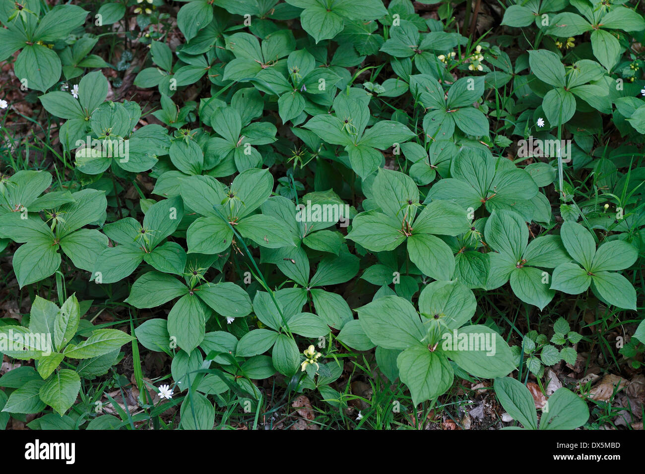 Many Herb-Parises (Paris quadrifolia) Stock Photo