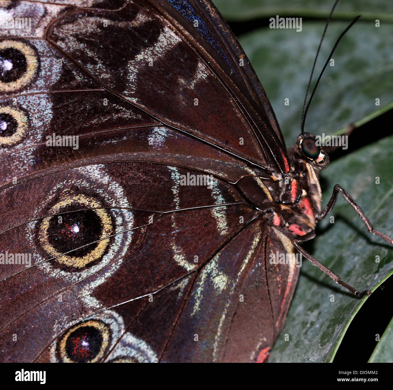 Closeup of a Blue Morpho (Morpho peleides) also known as Emperor