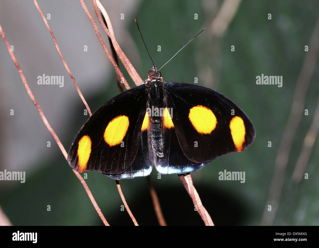 Male Grecian Shoemaker Butterfly (Catonephele numilia, a.k.a. Blue-frosted Banner, Blue-frosted Catone or Stoplight Catone) Stock Photo