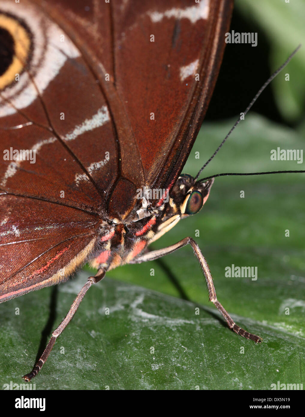 Closeup of a Blue Morpho (Morpho peleides) also known as Emperor