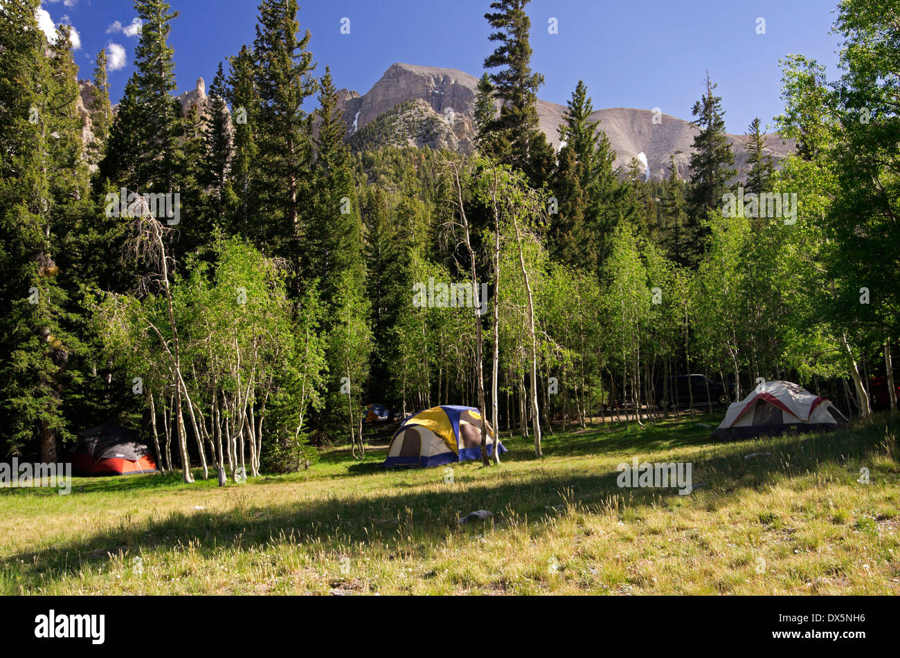 Tents set up in trees in meadow, 9886 feet, 3013 m., below Wheeler Peak Stock Photo