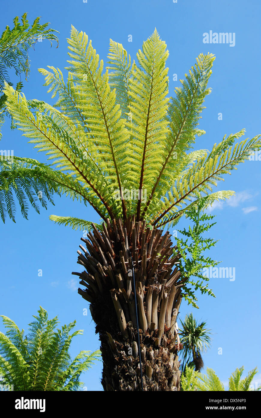 Tree fern hi-res stock photography and images - Alamy