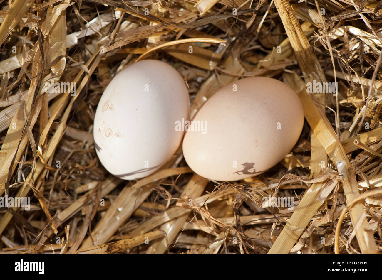 Hen eggs on a nest of straw Stock Photo - Alamy