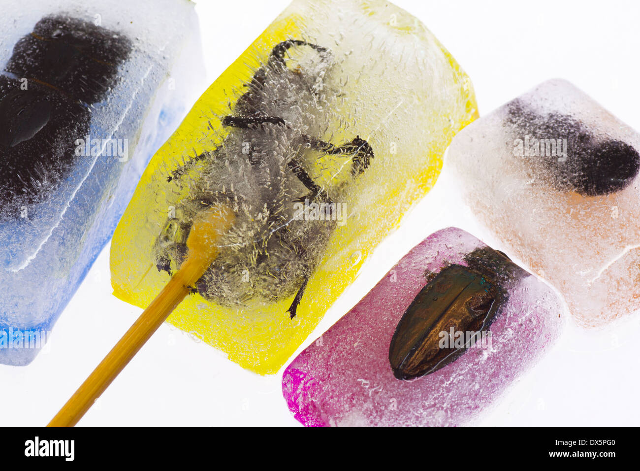 Yellow Blue Pink And Orange Beetle And Bumblebee Ice Creams Stock Photo Alamy