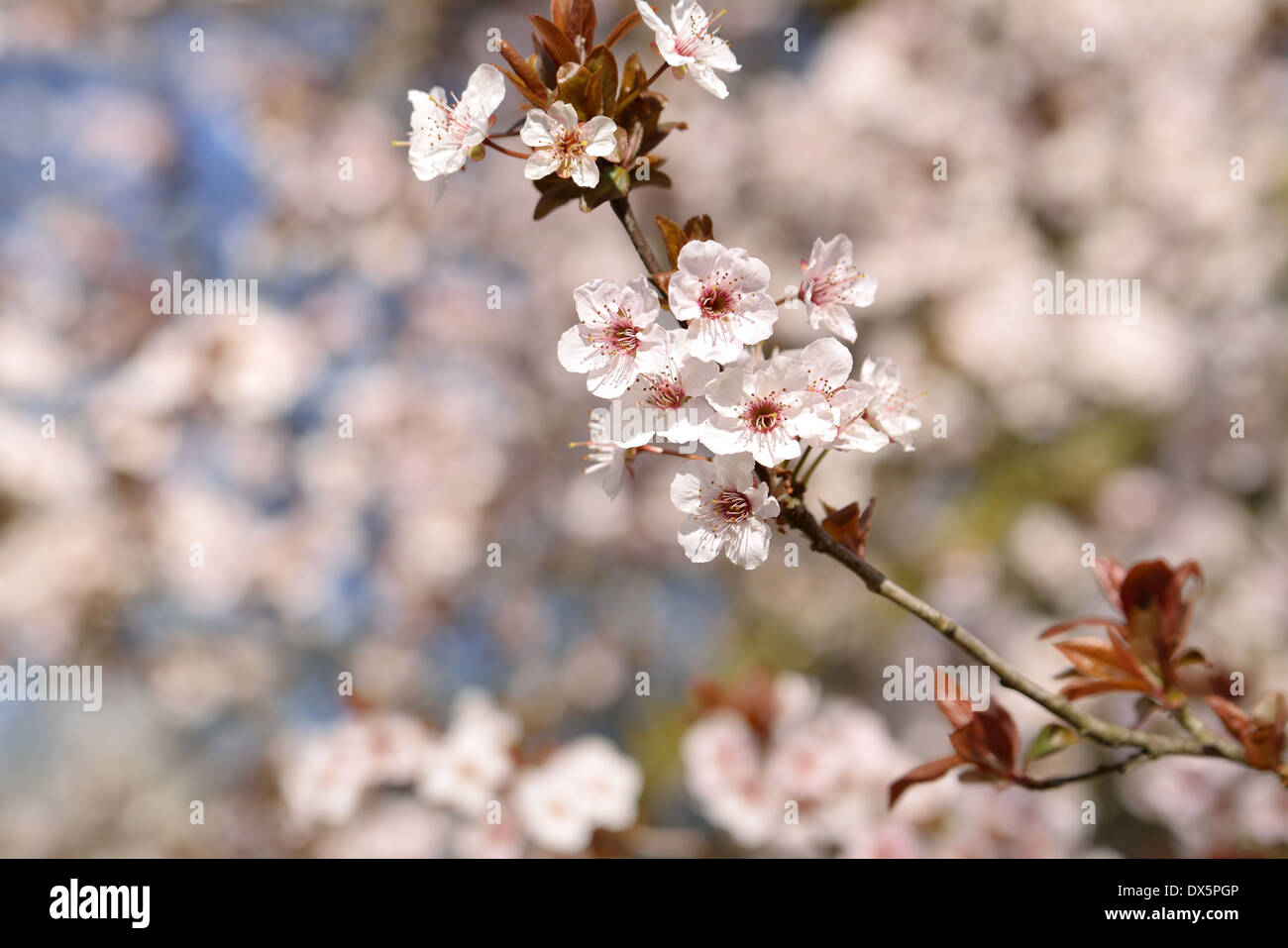 Blooming branch of cherry tree Stock Photo