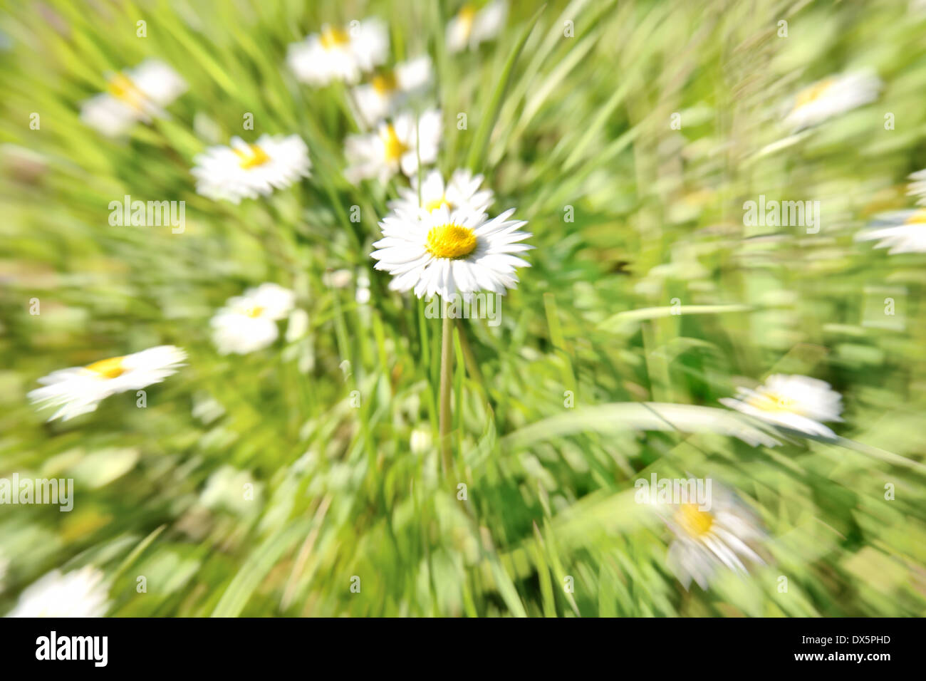 daisy in a lawn Stock Photo