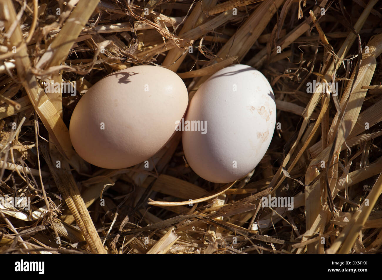 Hen eggs on a nest of straw Stock Photo - Alamy