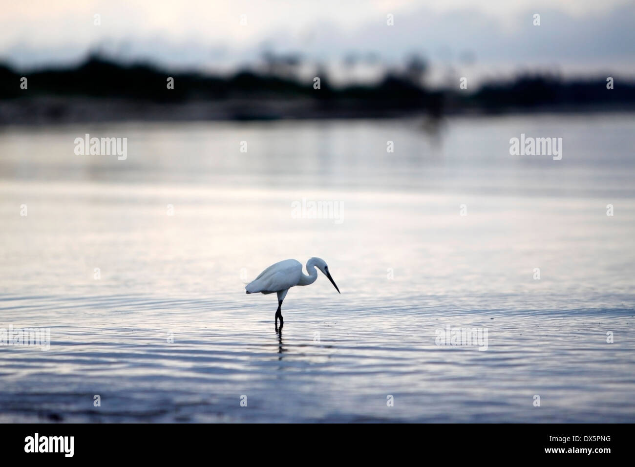 Exotic bird standing by the seaside during the low tide, Mozambique. Stock Photo