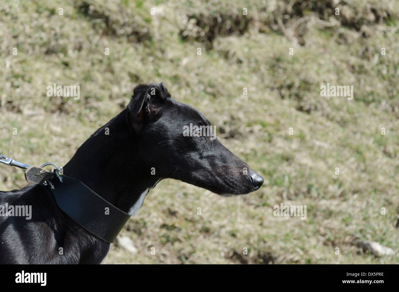 Profile portrait of black lurcher Stock Photo