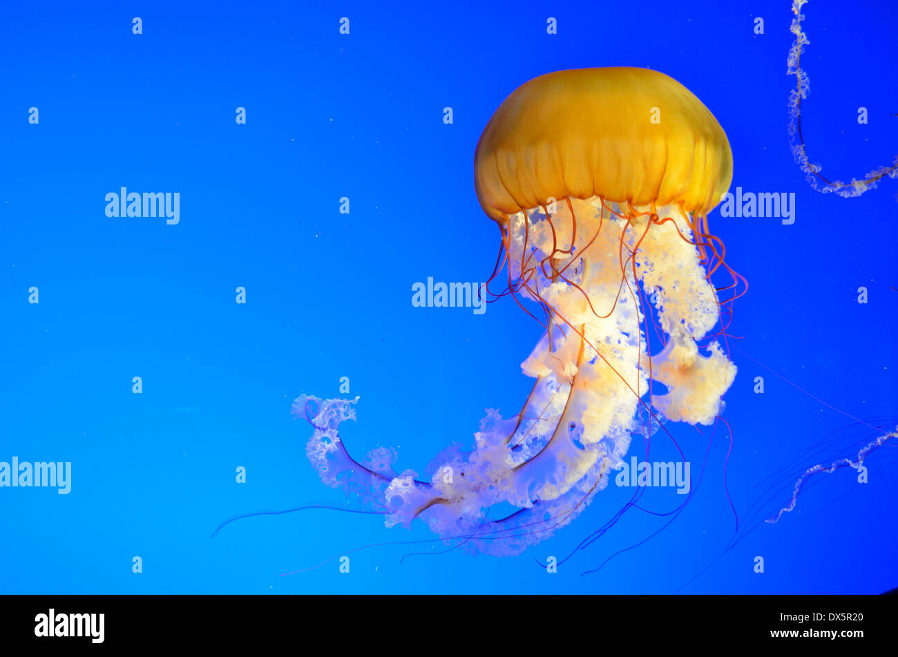 Jellyfish with blue background Stock Photo - Alamy
