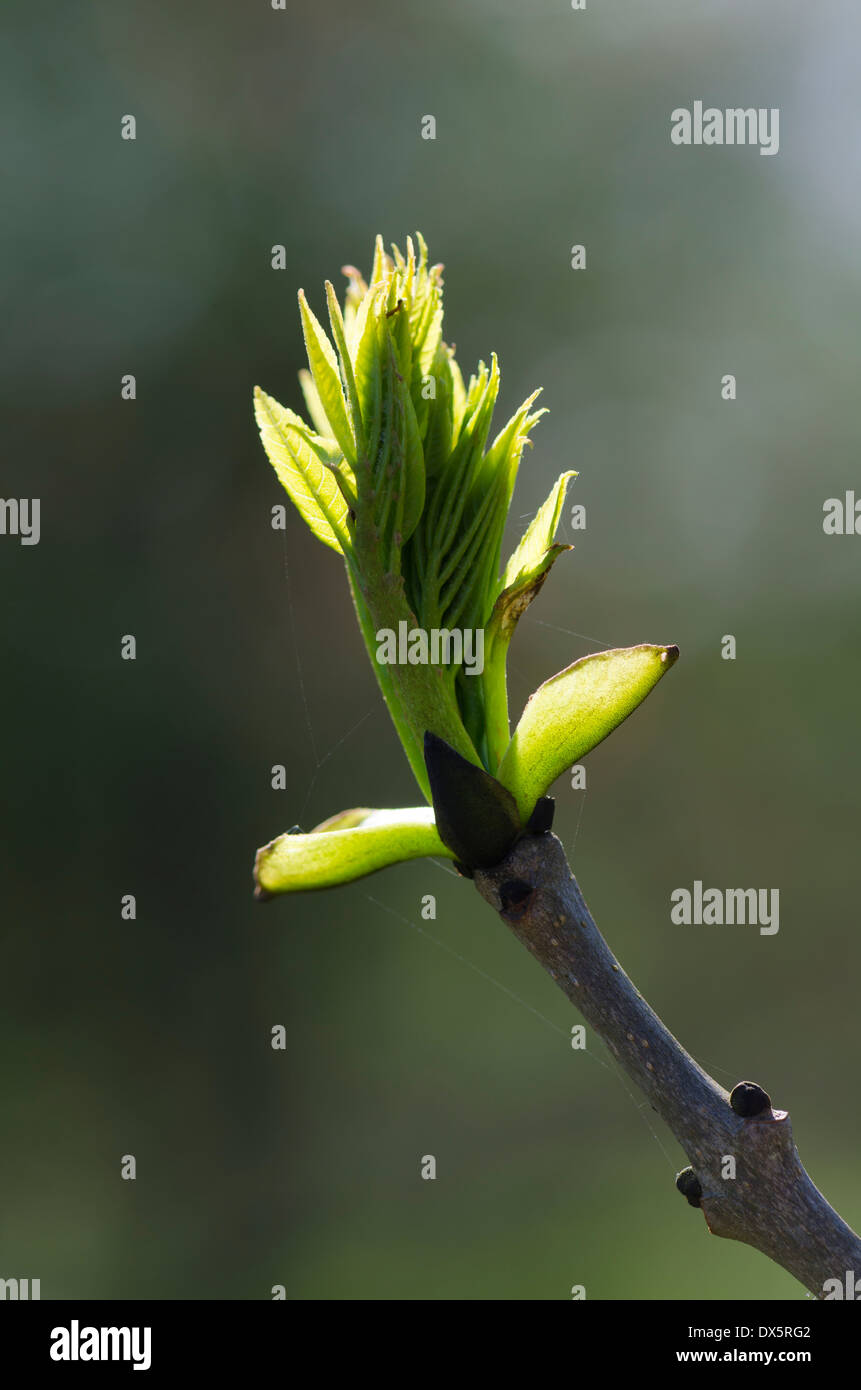 A contre-jour shot of tree bud emerging in the spring Stock Photo