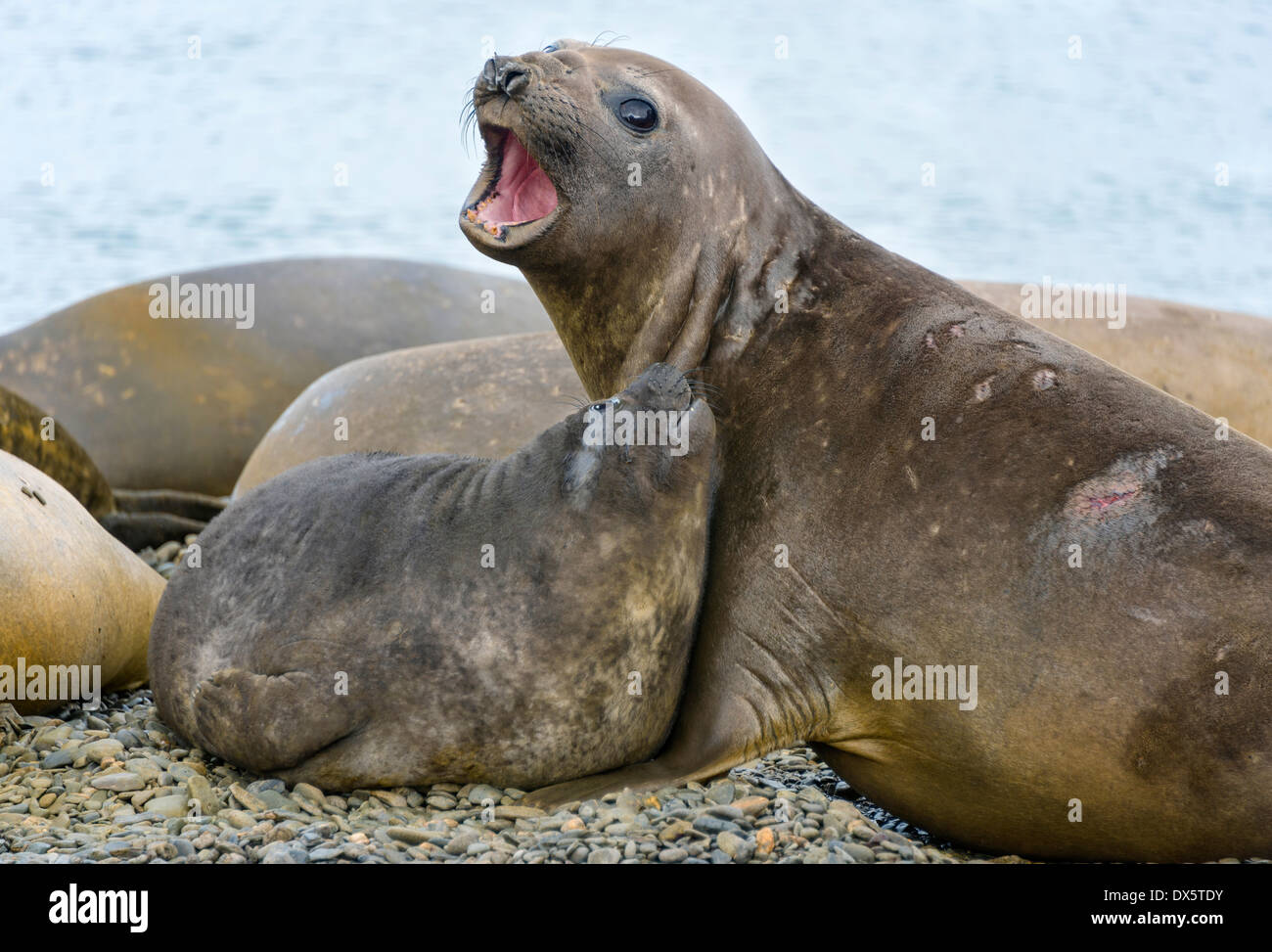 Female Southern elephant seal with pup in colony Stock Photo