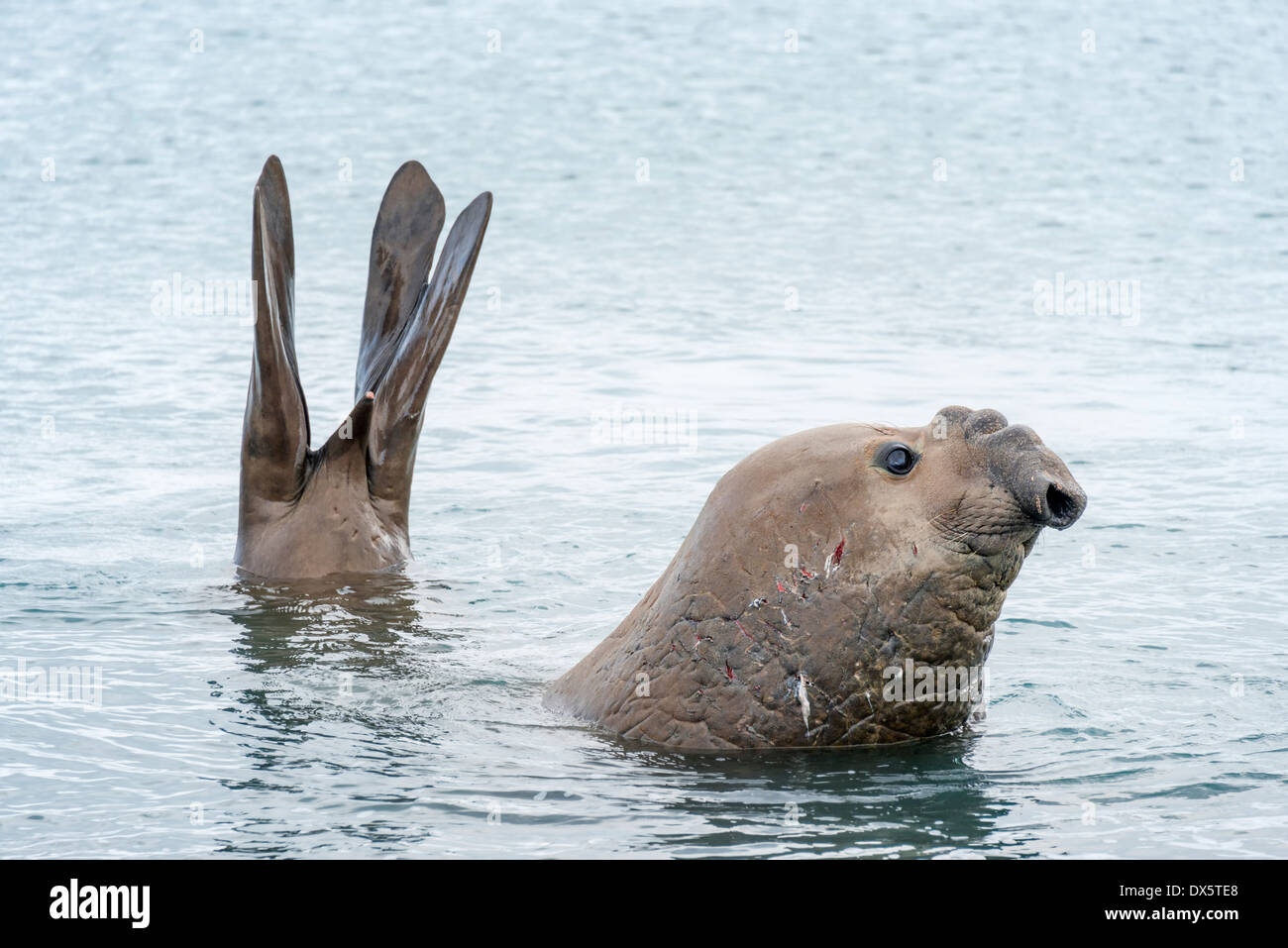 Hopeful young male Southern elephant seal in near shore in water Stock Photo
