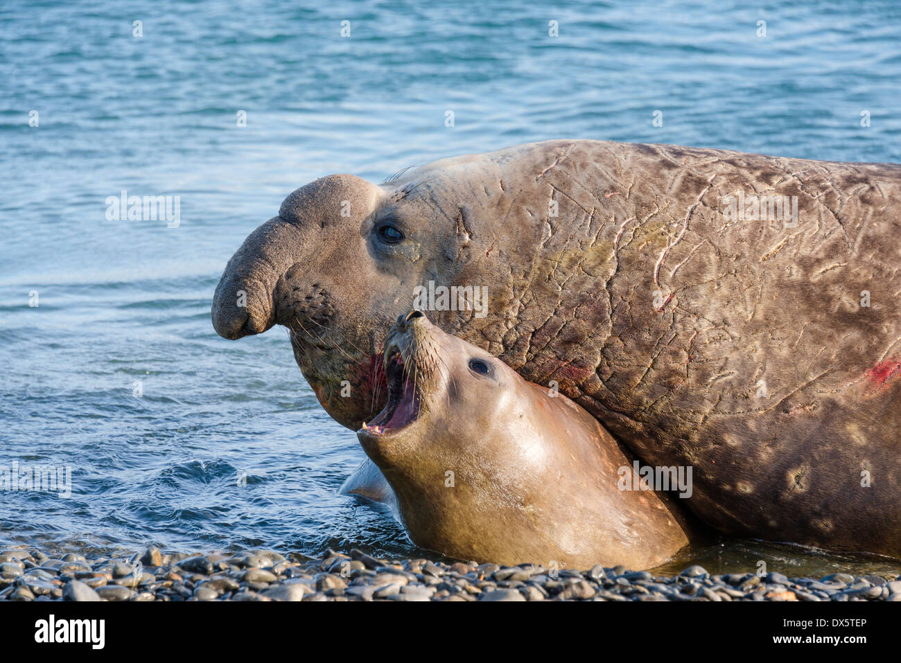 Male Southern elephant seal romancing a female Stock Photo
