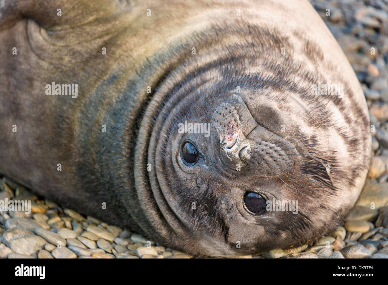 Close up of baby Southern elephant seal looking into camera Stock Photo