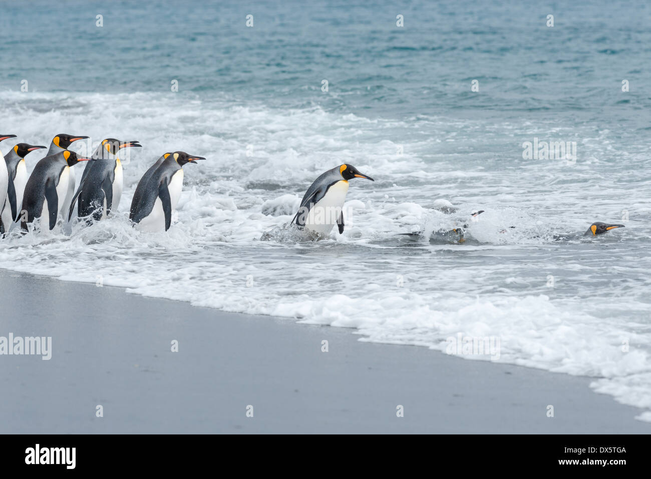 Group of King Penguins diving into ocean from beach Stock Photo