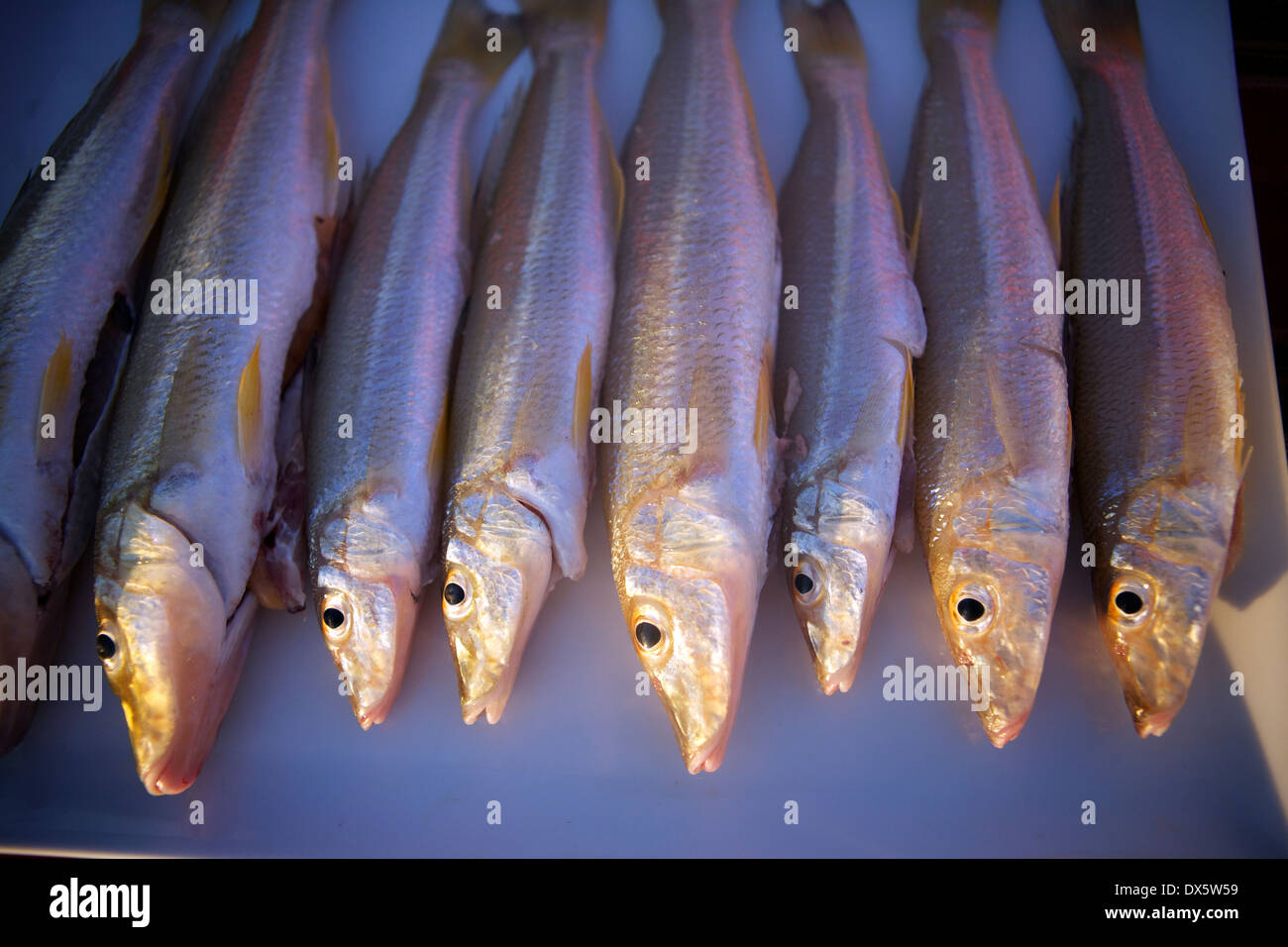 kayano catch of the day