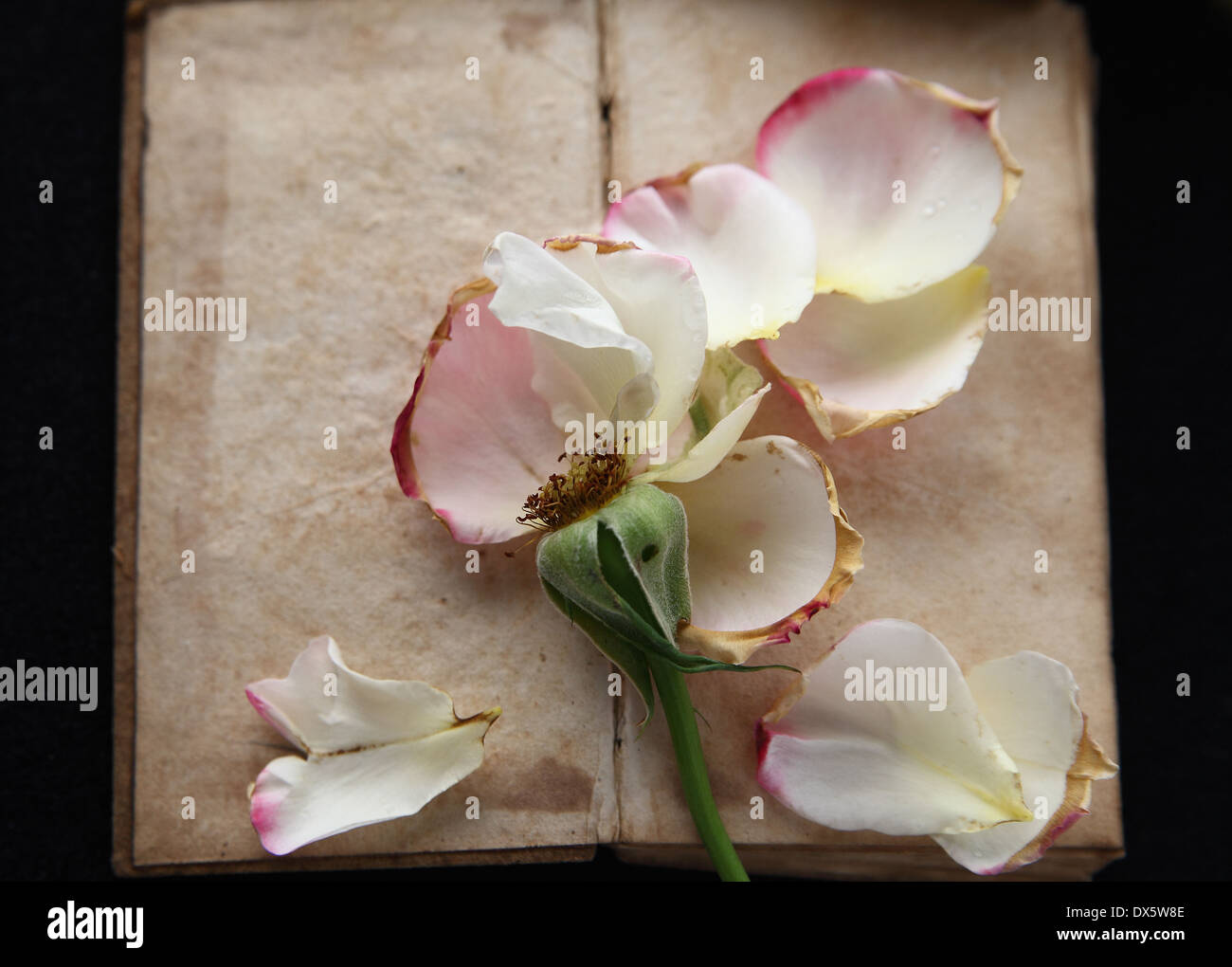 Flower losing petals hires stock photography and images Alamy