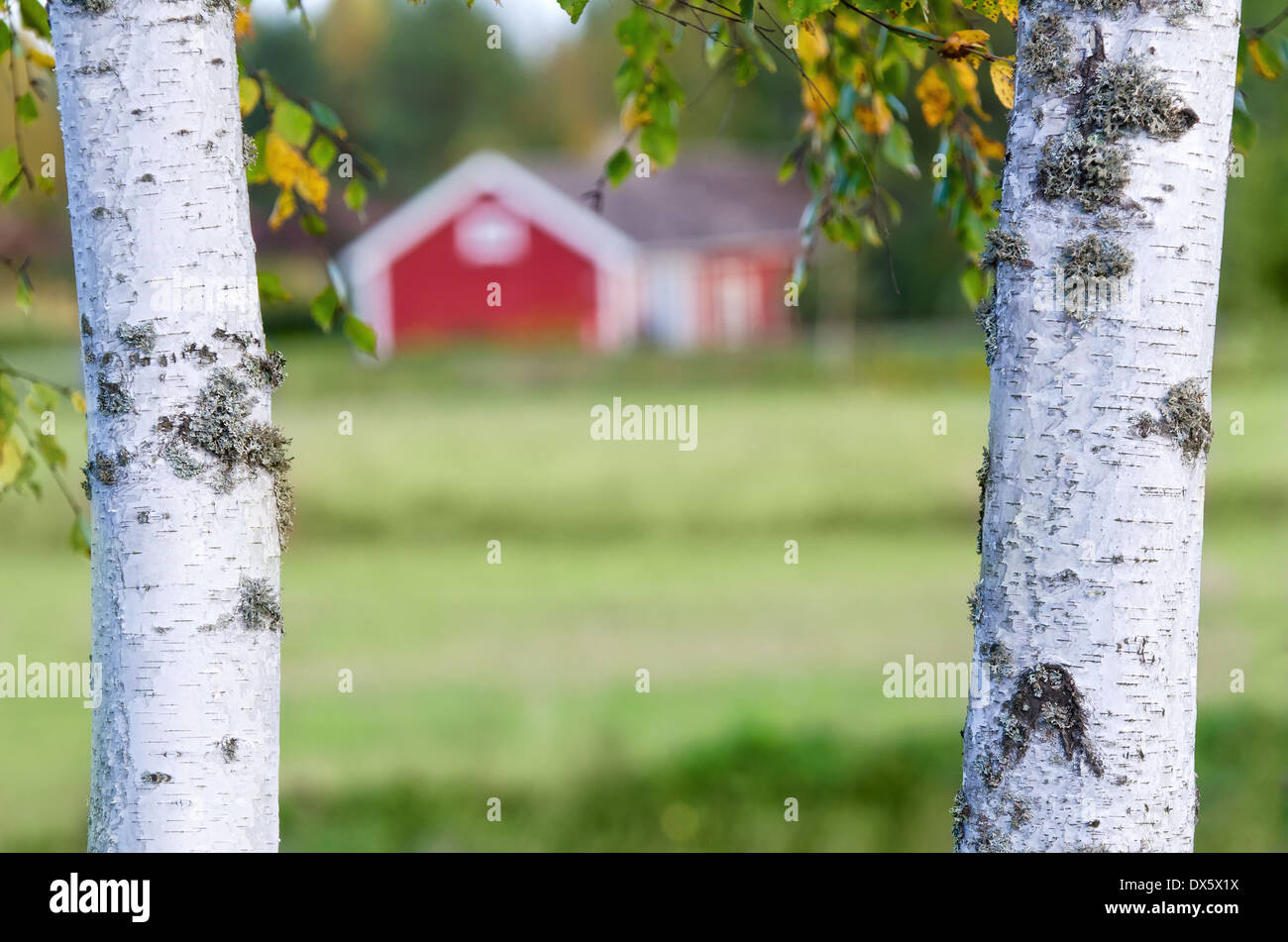 Summer country scenery framed by two birch tree trunks Stock Photo