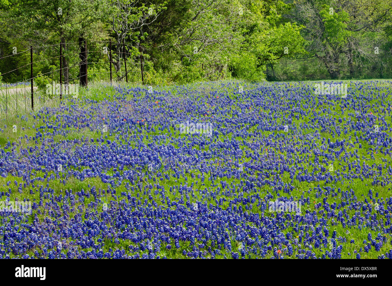blooming hires stock photography and images Alamy