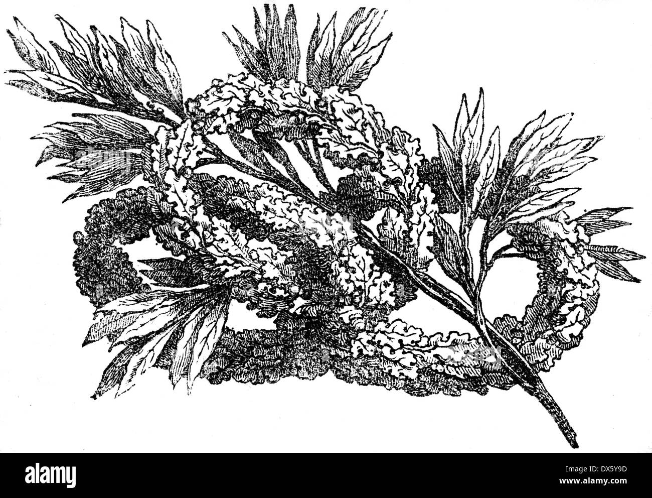 Laurel branch and wreath, illustration from book dated 1878 Stock Photo