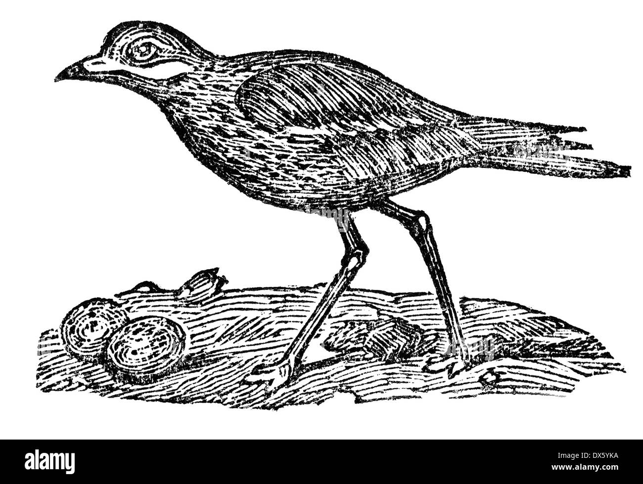 Stone Curlew (Burhinus oedicnemus), illustration from Soviet encyclopedia, 1926 Stock Photo