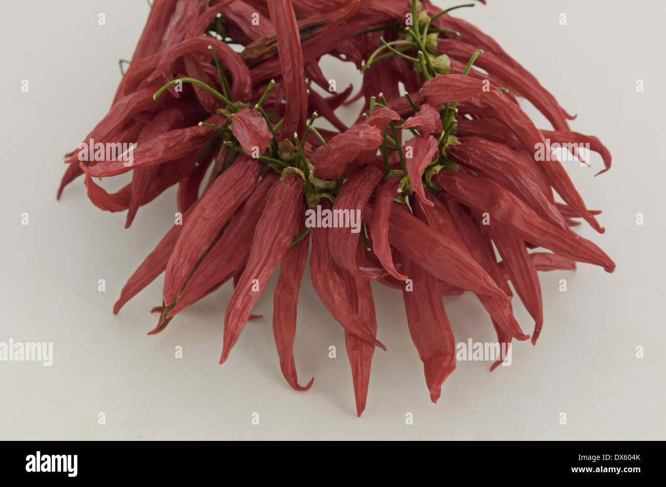 Beautiful enticing string dry ripe rеd chilli pepper Stock Photo