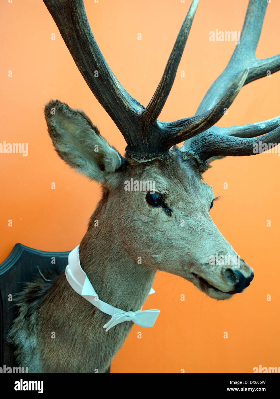 Mounted deers head hunting trophy Stock Photo