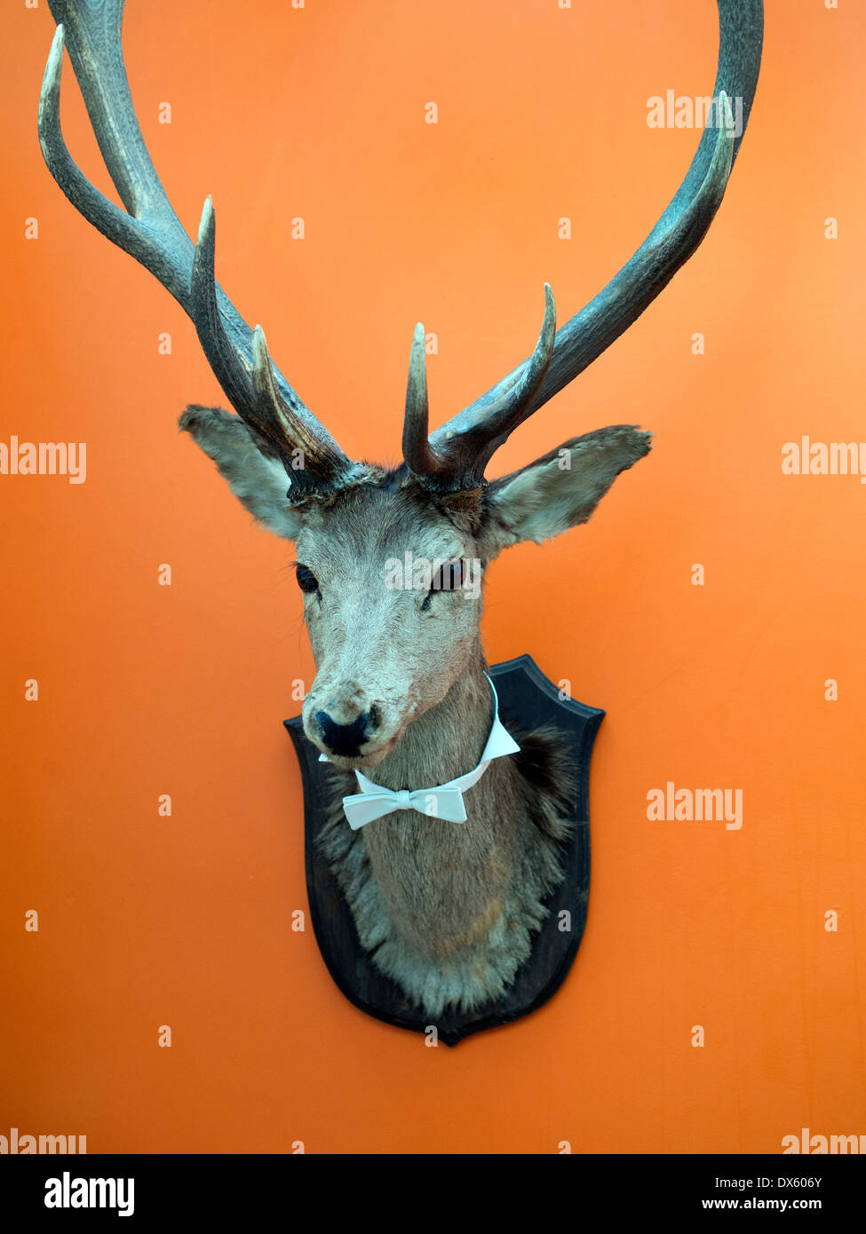 Mounted deers head hunting trophy Stock Photo