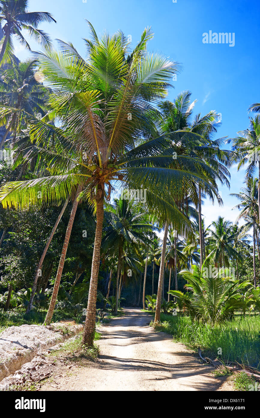 Coconut palm trees and road in the jungle Stock Photo