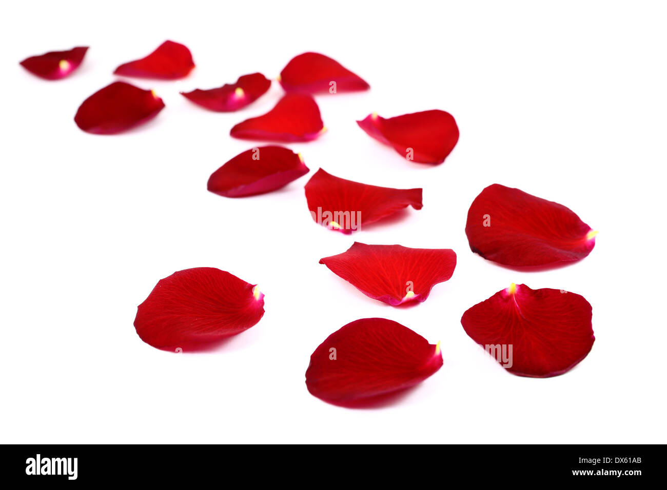 Petals falling flower rose hi-res stock photography and images - Alamy