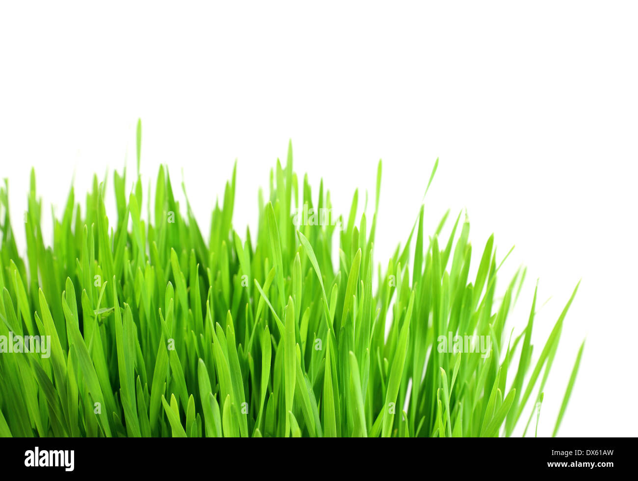 green grass isolated on a white background Stock Photo - Alamy
