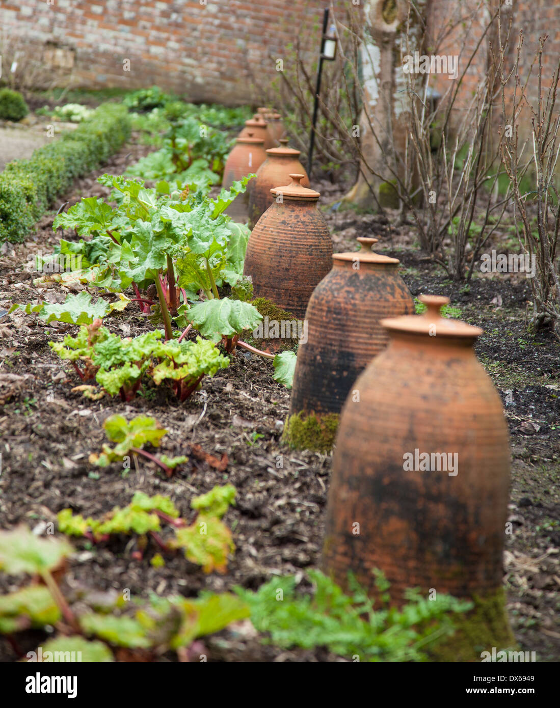 Rhubarb growing next to terracotta forcing pots in a walled garden Stock Photo