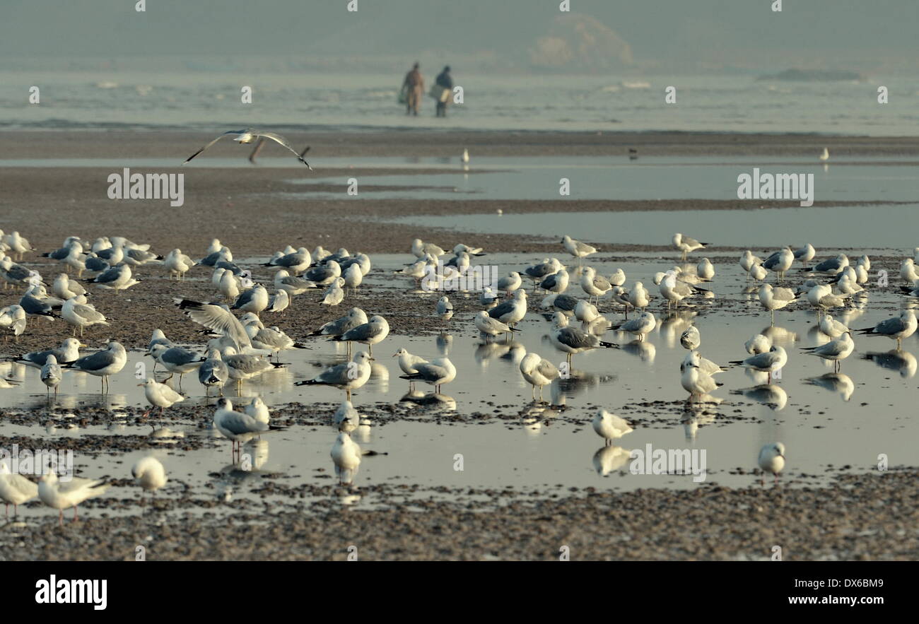 Qinhuangdao, China's Hebei Province. 19th Mar, 2014. Seagulls gather on coastal wetlands at the resort district of Beidaihe in Qinhuangdao City, north China's Hebei Province, March 19, 2014. Each year more than 400 kinds of migrant birds stay at Beidaihe during their migration. Credit:  Yang Shiyao/Xinhua/Alamy Live News Stock Photo