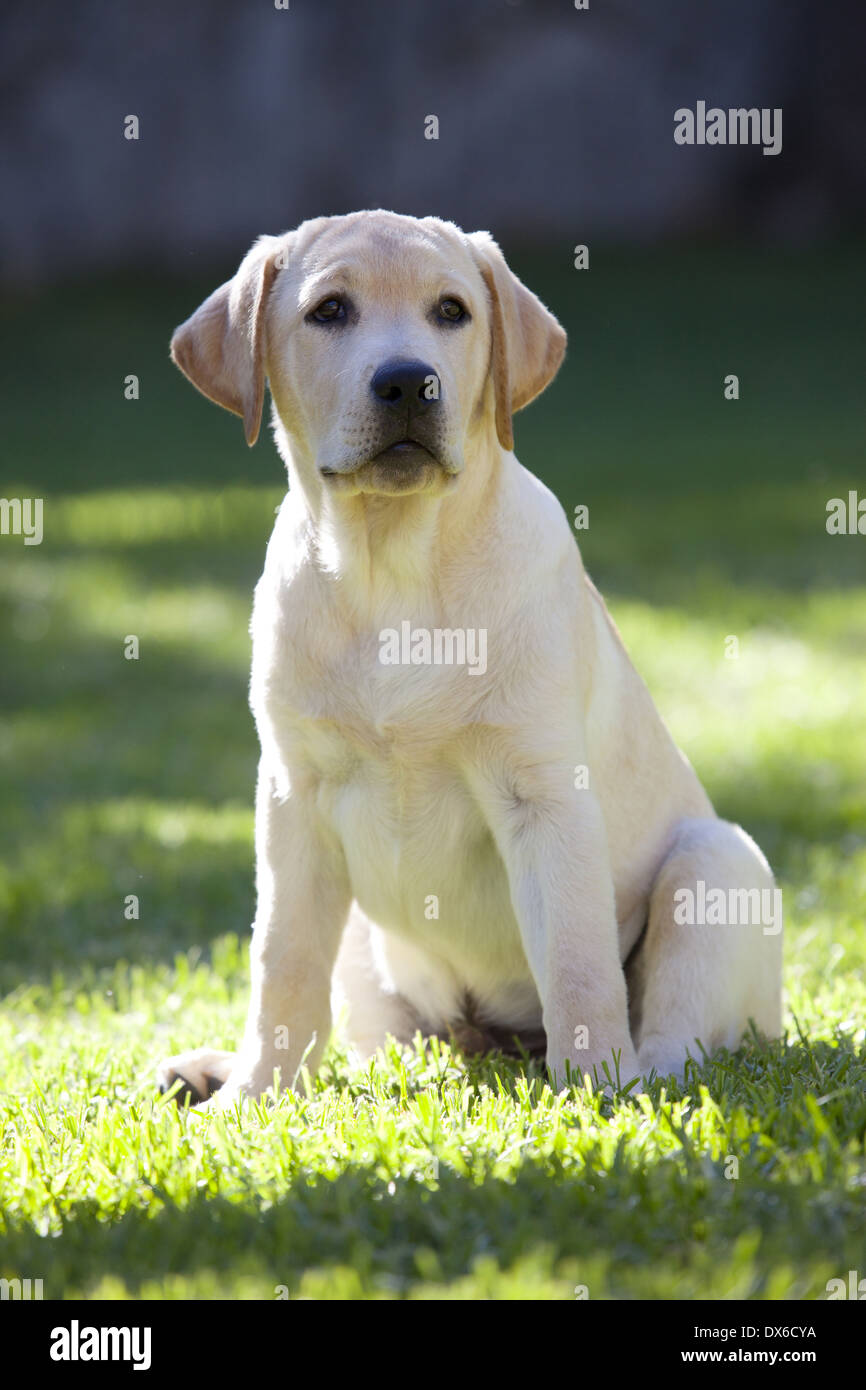 Labrador Retriever Puppy Stock Photo Alamy